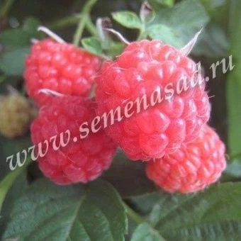 00025185_Малина Солнышко (ПОИСК)