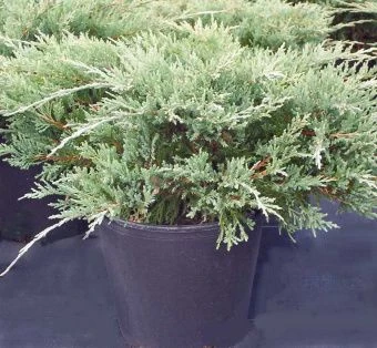 Juniperus horizontalis Hughes