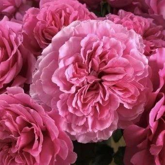 1662436602_1-adonius-club-p-roza-printsessa-meiko-instagram-1