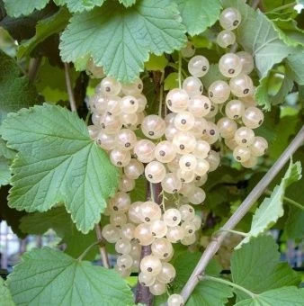 00044149_Смородина белая Белая Фея (ПОИСК)(