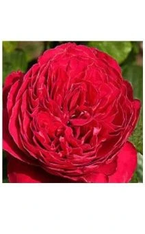 qKLzDpX86owZLMmiK38Z