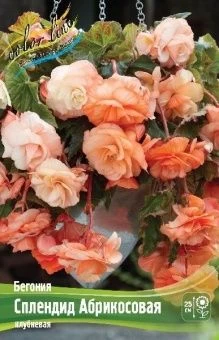 Begonia Splendide Apricot