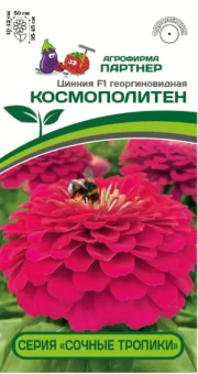 Цинния Космополитен