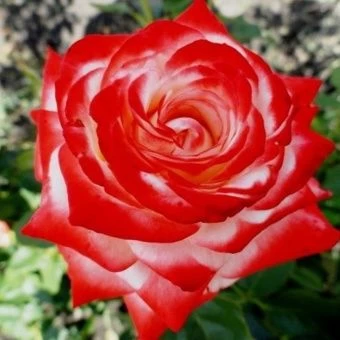 00024881_Роза Императрица Фарах чайно-гибридная в 