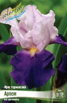 Iris germanica Arpege