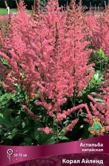 astilbe Coral Island 22