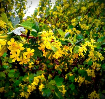 00044152_Смородина золотистая Валентина (ПОИСК)