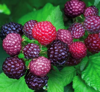 00044114_Малина Бристоль (ПОИСК)