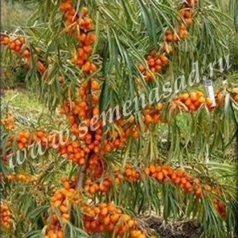 00025186_Облепиха Ажурная (ПОИСК)