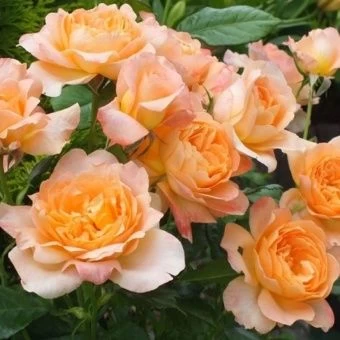 st-rich-of-chichester-1-890x890