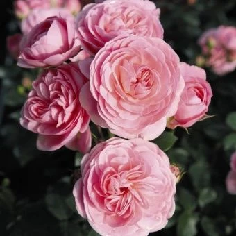 14b110f5e0c80a48a78125cb2f4f77c1