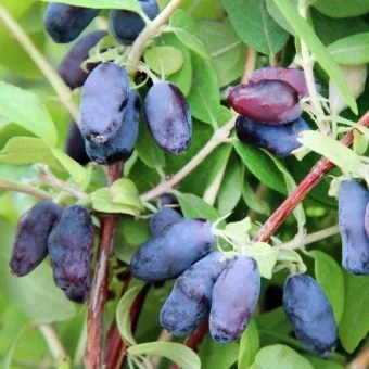 Жимолость-Индиго-Джем