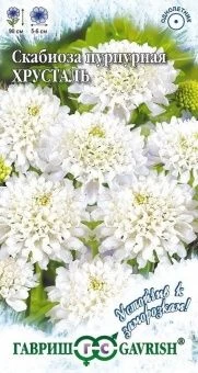 00007977_Скабиоза пурпурная Хрусталь серия Устойчи