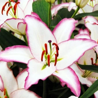 Лилия Зе Эдж 5шт (КолорЛайн) (2)