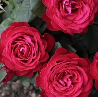 Снимок экрана 2024-12-16 100627