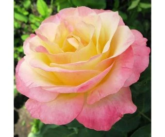 gloriaday-800x800-1200x1000