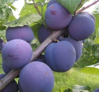 00038149_Слива Кромань (ПОИСК)