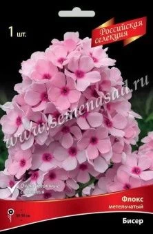00028375_Флокс Бисер метельчатый (ПОИСК)