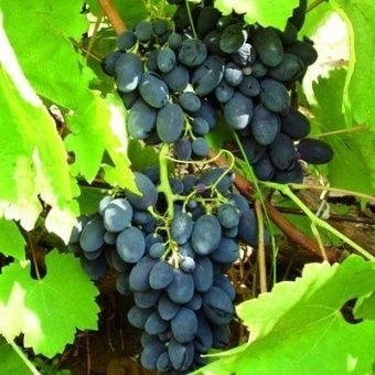 vinograd_plodoviy_kodryanka