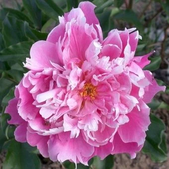 00033122_Пион Бушела травянистый (ПОИСК)