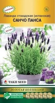 00041657_Лаванда Санчо Панса стэхадская (испанская