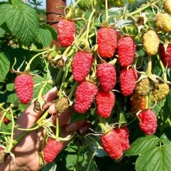 00044116_Малина Гордость России (ПОИСК)