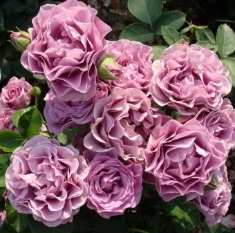 4225c152c5296d7e0c19f4fc4c52c3e1