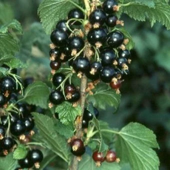 smorodina_chernaya_perun