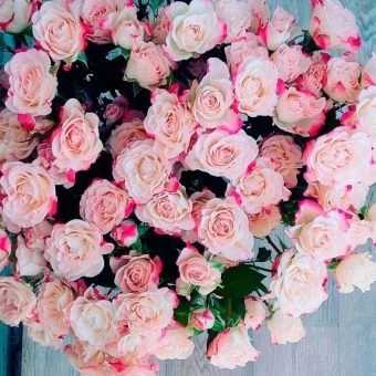 1709197662_pibig-info-p-roza-refleks-krasivo-3