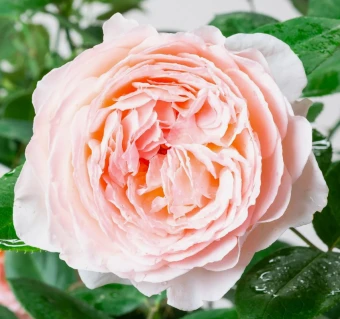 Снимок экрана 2025-10-13 161736