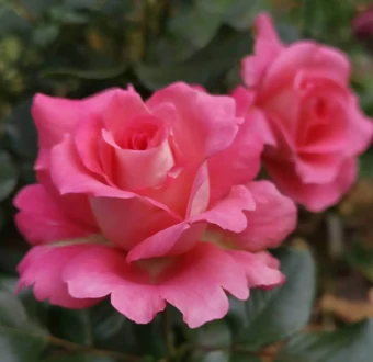 Снимок экрана 2025-10-13 111611