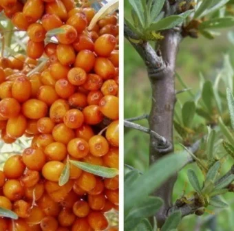 00025187_Облепиха Алей мужской (ПОИСК)