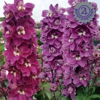 00030756_Дельфиниум Мэджик Фонтэйнс Черри Блоссом 