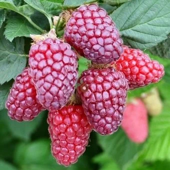 00033152_Ежемалина (Ежевика) Бакингем Тейберри мал