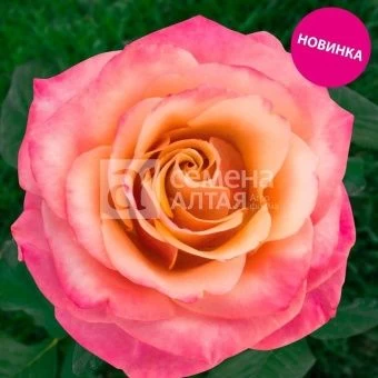 00043106_Роза Пич морн чайно-гибридная (Барнаул)