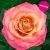 00043106_Роза Пич морн чайно-гибридная (Барнаул)