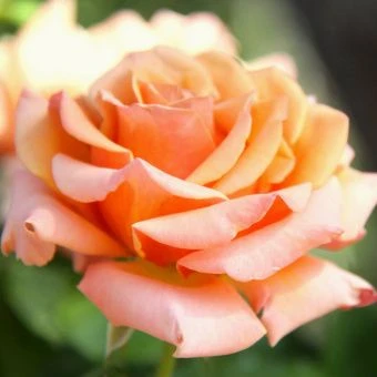 Singin-in-the-Rain-03