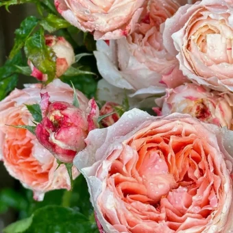 Снимок экрана 2025-10-21 160745