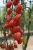 ЦБ-00023267_Томат Алина F1 5шт (Агрос) 2 ЦБ-00023267_Томат Алина F1 5шт (Агрос) 2