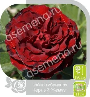 00024887_Роза Черный Жемчуг чайно-гибридная в коро