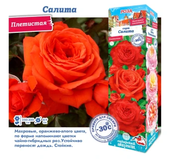 Снимок экрана 2025-10-09 163124