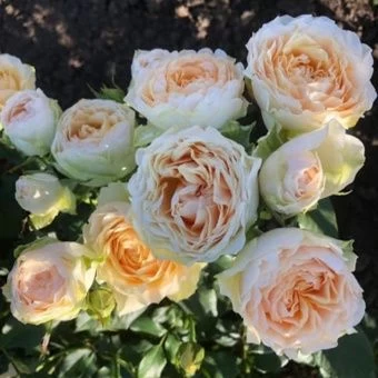 20200607_142606-1024x1024