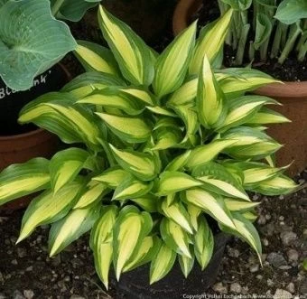 hosta_gibrid_lakeside_little _tuft