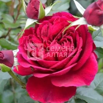 00043072_Роза Фальстафф плетистая (Барнаул)