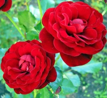 Roza-Tornado-Tornado-floribunda