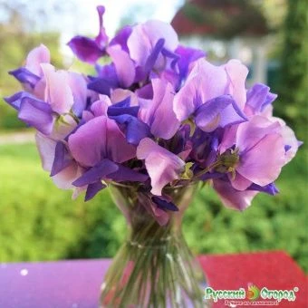 00041296_Душистый горошек Новая волна (НК)