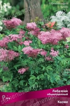 labaznik_obyknov_kaome_kaper