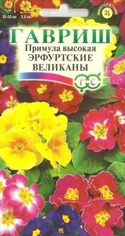 00009246_Примула Эрфуртские великаны высокая (Гавр