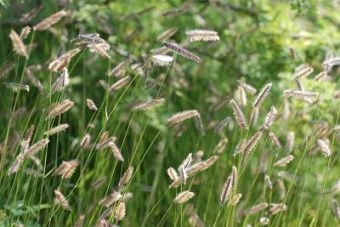 bouteloua_izyashnaya_bad_river