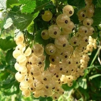 smorodina_belaya_uralskaya_belaya